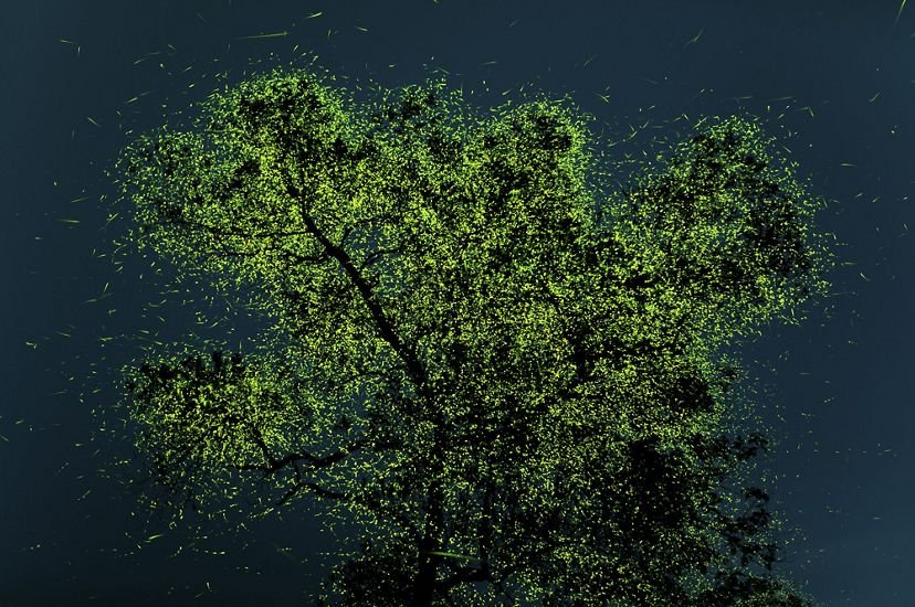 FIREFLIES - winners of the Nature Conservancy Photo Contest 2021