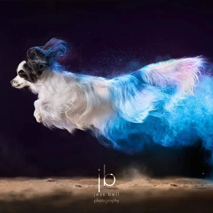 Dogs with Colored Powder