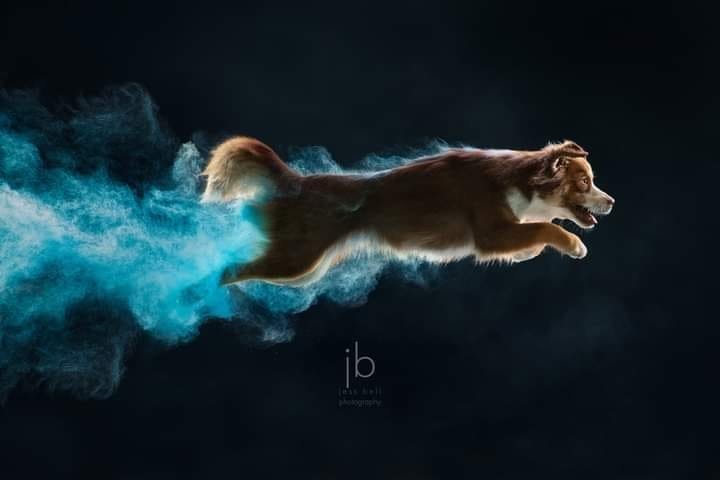 Dogs with Colored Powder